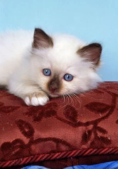 Images Dated 6th April 2009: Birman Cat - kitten on cusion