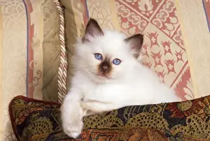 Birman Cat - kitten on sofa