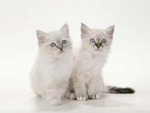 Semi Longhair Prints: Birman Cat - Kittens
