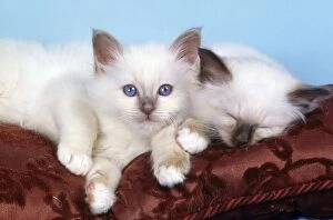 Play Fighting Collection: Birman Cat - kittens on cushion
