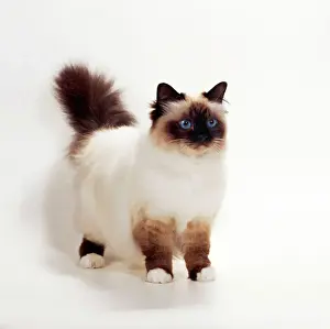 Funny Prints: Birman Seal Cat