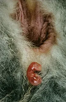 Birth of Tammar Wallaby - Embryo enters pouch after a 2 minute climb, Australia JPF02930