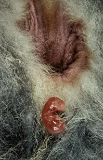Birth Gallery: Birth of Tammar wallaby (Macropus eugenii) embryo