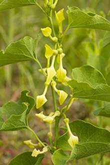 Images Dated 22nd May 2008: Birthwort (Aristolochia clematitis) in flower. Widely used as a medicinal plant. Cevennes, France