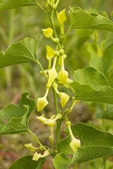 Aromatic Gallery: Birthwort - in flower. Widely used as a medicinal plant