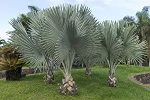 Canary Islands Prints: Bismarcks Palm - recreational park - Puerto de la Cruz - Tenerife - February