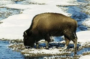 Bison / Buffalo - in River open due to thermal spring