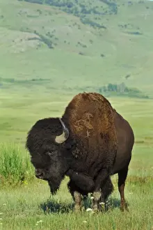 Bison Bison Prints: Bison - bull Western U. S. A. MB400