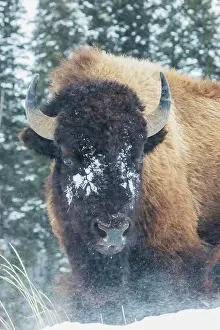 Yellowstone Prints: Bison Bull, winter wind and snowstorm Date: 04-02-2021