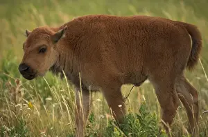 Prairies Prints: Bison - Calf - Wyoming, USA