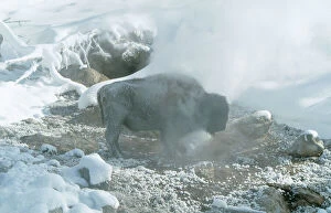Buffalo Collection: Bison CK 3007 Standing in Geyser steam, Yellowstone National Park Wyoming USA