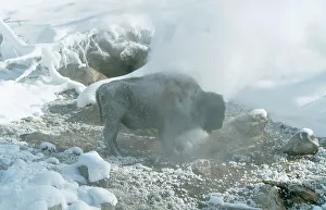 Buffalo Collection: Bison CK 3007 Standing in Geyser steam, Yellowstone National Park Wyoming USA