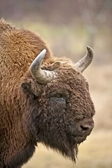 Images Dated 18th November 2009: Bison - close up of head - Highland Wildlife Park - Kingussie - Scotland