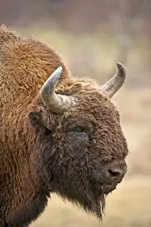 Bison - close up of head - Highland Wildlife Park - Kingussie - Scotland