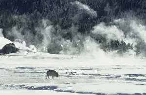 Buffalos Prints: Bison - Covered in Early Morning Frost - Yellowstone National Park - Wyoming - USA MA000484