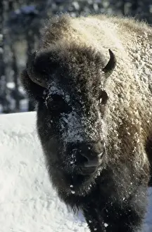Bison - Covered in Early Morning Frost - Yellowstone National Park - Wyoming - USA MA000487