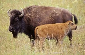 Images Dated 14th July 2004: Bison Cow & Calf, national Bison Range, Montana, USA