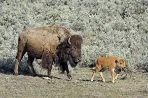 Buffalos Prints: Bison - cow with young calf May - Yellowstone National Park - Western U. S. _E7A3157