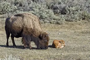 Bison - cow with young calf May - Yellowstone National Park - Western U. S. _E7A3141