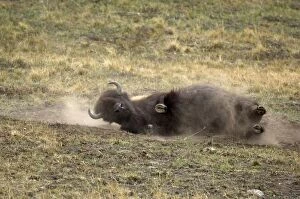 Images Dated 29th September 2007: Bison - Dust bathing which happens more often during the rut