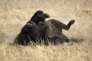 Images Dated 29th September 2007: Bison Dust bathing which happens more often during the rut Hayden Valley, Yellowstone NP USA