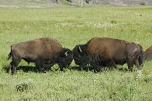 Bison - two facing each other