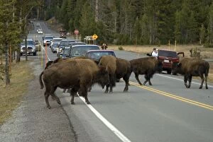 Images Dated 29th September 2007: Bison - Herd of bison bring traffic to a standstill