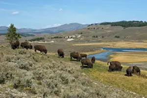 Herds Prints: Bison Herd grazing in Hayden Valley with Yellowstone River in background