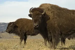 Bison, male and female Hayden Valley, Yellowstone NP USA