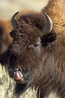 Bison - Male with tongue out licking nostril