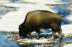 Hot Spring Prints: Bison - In River open due to thermal spring Yellowstone National Park Wyoming