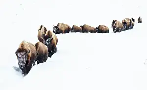 Yellowstone Prints: Bison, winter migration