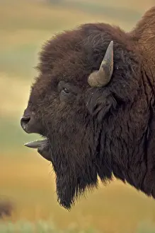 Bison - Wyoming, USA - Male in rut - Commonly called buffalo - Males weigh up to 2000 pounds-heaviest land mammal in North America-Nearly went extinct by 1894 due to hunting prompting Congress to pass the National Park Protective Act