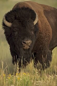 Images Dated 13th February 2006: Bison - Wyoming, USA - Male vocalizing (bellowing) during rut - Commonly called buffalo - Males
