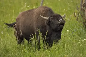 Prairies Prints: Bison - Wyoming, USA - Male vocalizing (bellowing)