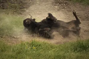 Wallowing Prints: Bison - Wyoming, USA - Male wallowing in dust to control parasites - Commonly called buffalo - Males weigh up to 2000