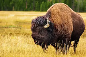 Landmark Prints: Bison, Yellowstone National Park, Wyoming, USA. Date: 25-05-2021