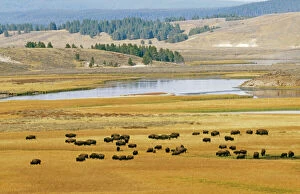 Lakes Collection: Bison - Yellowstone National Park, USA