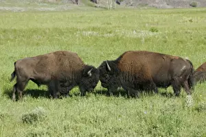 Confronation Prints: Bison Yellowstone National Park, Wyoming, USA