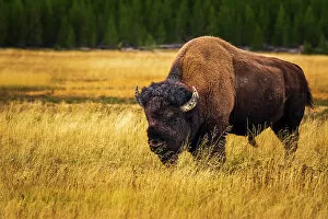 : Bison, Yellowstone National Park, Wyoming, USA. Date: 25-05-2021