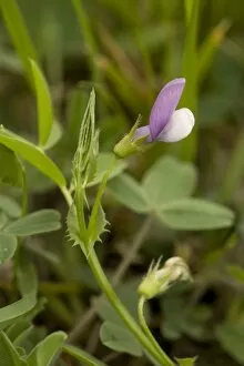 Images Dated 17th April 2006: Bithynian vetch, Vicia bithynica. Very rare in UK. Dorset