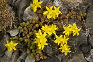 Images Dated 18th July 2006: Biting stonecrop, or wall pepper (Sedum acre). Common in UK