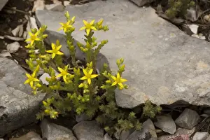 Peppers Prints: Biting Stonecrop, or Wall Pepper (Sedum acre). Europe