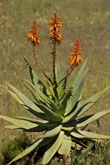 Medicine Prints: Bitter Aloe / Red Aloe - a source of cosmetic materials - growing wild in South Africa
