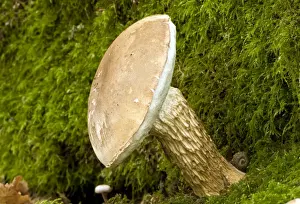 Bitter Bolete fungi - at base of Oak tree - Langley Wood - Wiltshire - UK