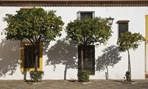 Bitter Gallery: Bitter / Seville Orange trees