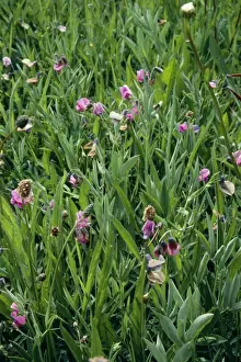 Vetch Prints: Bitter Vetch - old pasture Synonym: Lathyrus montanus