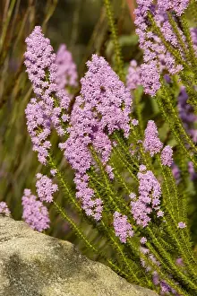 Bitterbush - South Africa