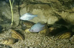 Mussel Prints: Bitterling Fish Male & Female With Mussels where they lay eggs British Freshwater