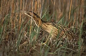 Images Dated 13th August 2004: Bittern